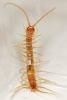 Eupolybothrus longicornis